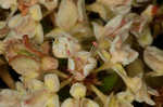 Dogtongue buckwheat